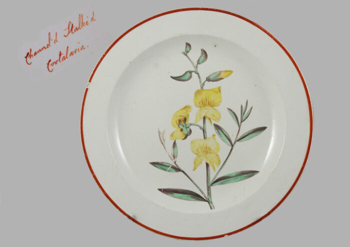 Spode creamware plate 21cm in dia. Entitled on the reverse of the plate, 'Channel'd Stalke'd Crotalaria'. Based on drawing by S. Edwards engraved by E. Sansom and published by W. Curtis St. George's Crescent, London September 1st 1800. SMT.913